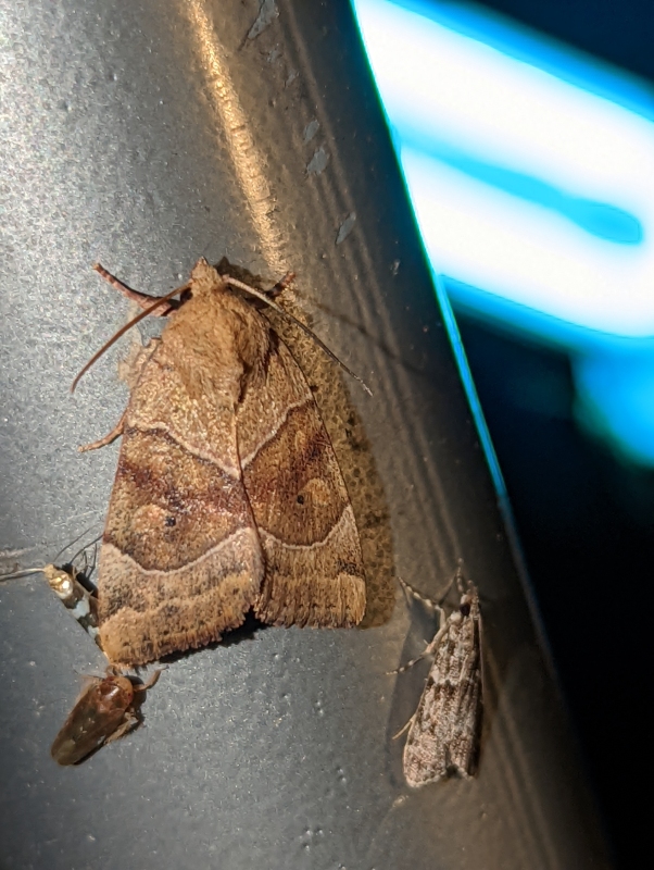 Trapezeule - Cosmia trapezina Trapezeule - Cosmia trapezina