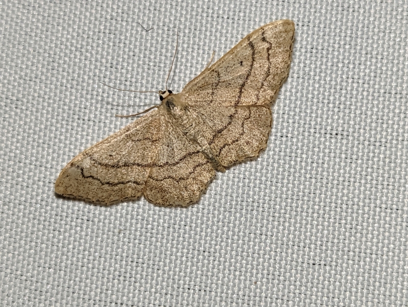 Breitgebänderte Staudenspanner - Idaea aversata Breitgebänderte Staudenspanner - Idaea aversata