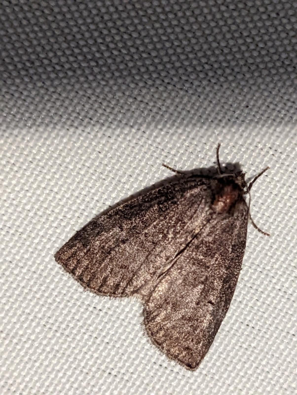 Zweipunkt-Eulenspinner - Ochropacha duplaris (?) Zweipunkt-Eulenspinner - Ochropacha duplaris (?)