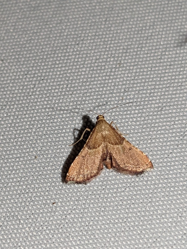 Geflammte Kleinzünsler - Endotricha flammealis Geflammte Kleinzünsler - Endotricha flammealis