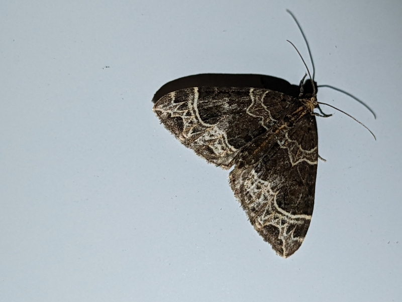 Braunleibige Springkrautspanner, auch Weidenröschen-Blattspanner - Ecliptopera silaceata Braunleibige Springkrautspanner, auch Weidenröschen-Blattspanner - Ecliptopera silaceata