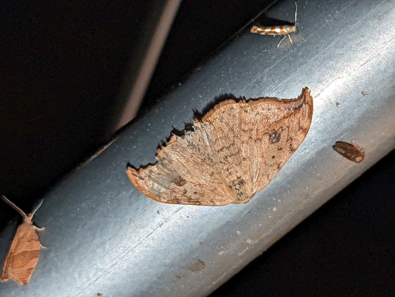 Mitte: Heller Sichelflügler (Drepana falcataria), Oben: Argyresthia goedartella aus der Familie der Gespinst- und Knospenmotten (Yponomeutidae), links unten: Trapezeule - Cosmia trapezina (? Ohne Punkt auf den Vorderflügeln!) Mitte: Heller Sichelflügler (Drepana falcataria), Oben: Argyresthia goedartella aus der Familie der Gespinst- und Knospenmotten (Yponomeutidae), links unten: Trapezeule - Cosmia trapezina (? Ohne Punkt auf den Vorderflügeln!)