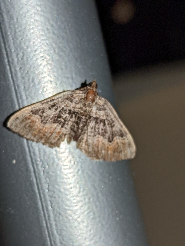 Vierbinden-Blattspanner - Xanthorhoe quadrifasiata (?) Vierbinden-Blattspanner - Xanthorhoe quadrifasiata (?)