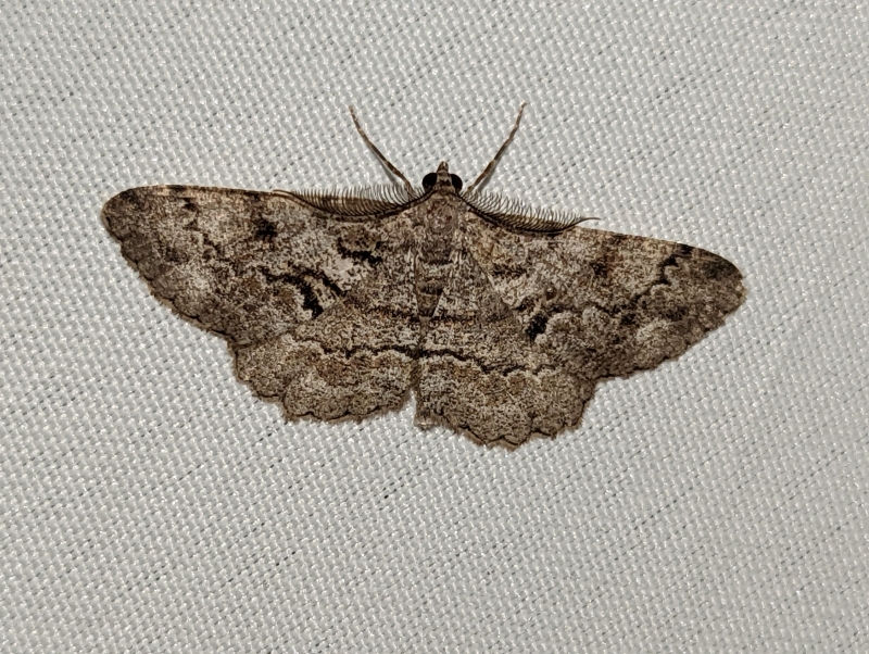 Nadelholz-Rindenspanner - Peribatodes secundaria