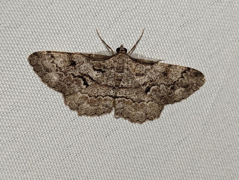 Nadelholz-Rindenspanner - Peribatodes secundaria Nadelholz-Rindenspanner - Peribatodes secundaria