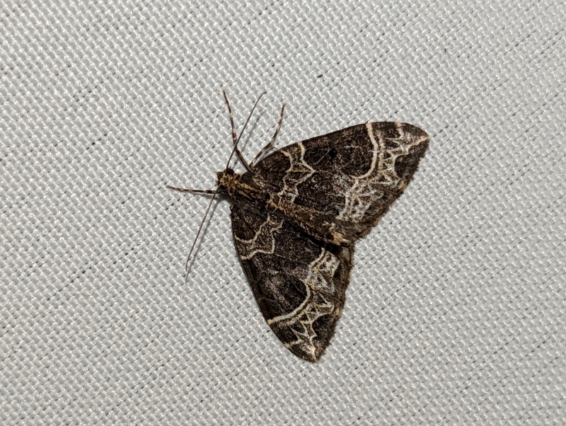 Braunleibige Springkrautspanner, auch Weidenröschen-Blattspanner - Ecliptopera silaceata Braunleibige Springkrautspanner, auch Weidenröschen-Blattspanner - Ecliptopera silaceata
