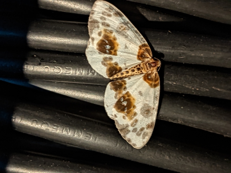 Ulmen-Harlekin - Abraxas sylvata Ulmen-Harlekin - Abraxas sylvata