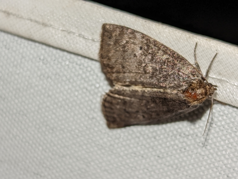 Zweipunkt-Eulenspinner - Ochropacha duplaris (?) Zweipunkt-Eulenspinner - Ochropacha duplaris (?)