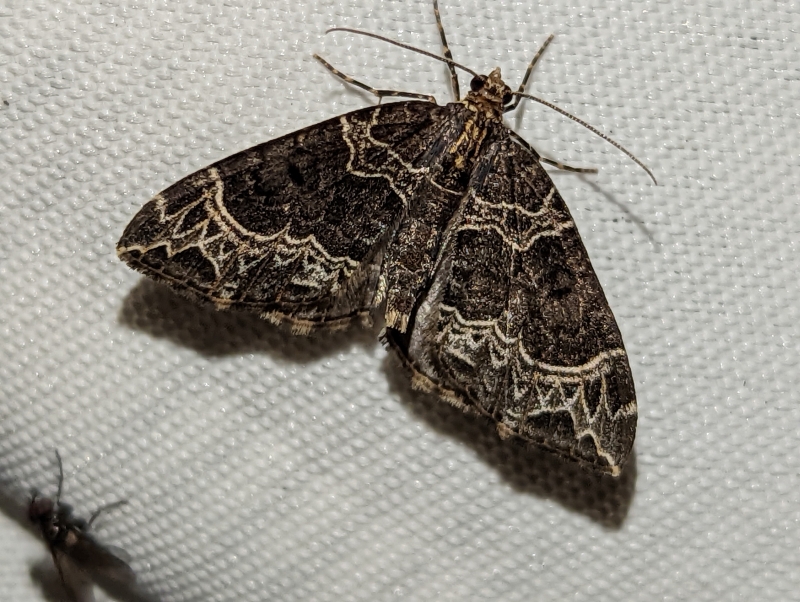 Braunleibige Springkrautspanner, auch Weidenröschen-Blattspanner - Ecliptopera silaceata Braunleibige Springkrautspanner, auch Weidenröschen-Blattspanner - Ecliptopera silaceata
