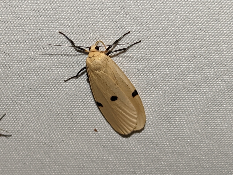 Vierpunkt-Flechtenbärchen, auch Große Flechtenbär (Weibchen) - Lithosia quadra)