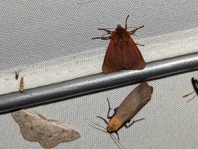 unten links: Birken-Gürtelpuppenspanner (Cyclophora albipunctata), Mitte unten: Vierpunkt-Flechtenbärchen, auch Großer Flechtenbär (Lithosia quadra) (Männchen); oben: Zimtbär - Phragmatobia fuliginosa unten links: Birken-Gürtelpuppenspanner (Cyclophora albipunctata), Mitte unten: Vierpunkt-Flechtenbärchen, auch Großer Flechtenbär (Lithosia quadra) (Männchen); oben: Zimtbär - Phragmatobia fuliginosa