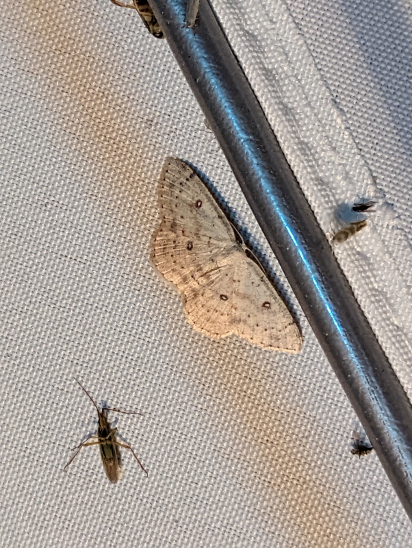 Birken-Gürtelpuppenspanner - Cyclophora albipunctata