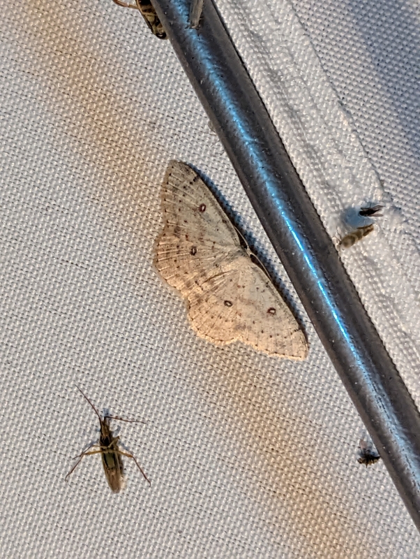 Birken-Gürtelpuppenspanner - Cyclophora albipunctata Birken-Gürtelpuppenspanner - Cyclophora albipunctata