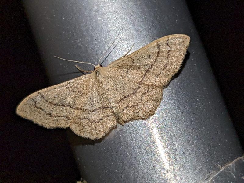Breitgebänderte Staudenspanner - Idaea aversata Breitgebänderte Staudenspanner - Idaea aversata