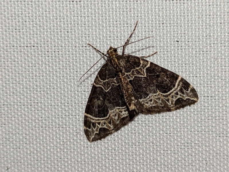Braunleibige Springkrautspanner, auch Weidenröschen-Blattspanner - Ecliptopera silaceata Braunleibige Springkrautspanner, auch Weidenröschen-Blattspanner - Ecliptopera silaceata