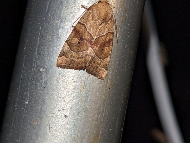 Trapezeule - Cosmia trapezina Trapezeule - Cosmia trapezina