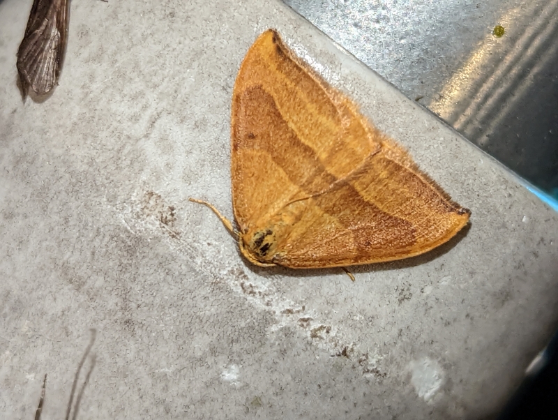 Buchen-Sichelflügler - Watsonalla cultraria Buchen-Sichelflügler - Watsonalla cultraria