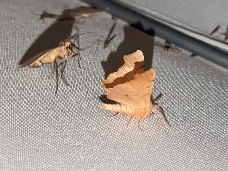 Birken-Zackenrandspanner - Ennomos erosaria (?) Birken-Zackenrandspanner - Ennomos erosaria (?)