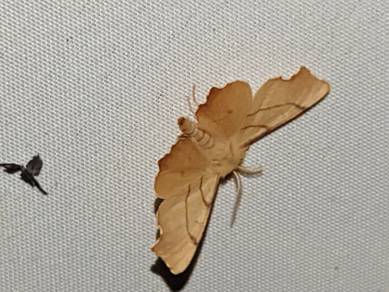 Birken-Zackenrandspanner - Ennomos erosaria (?) Birken-Zackenrandspanner - Ennomos erosaria (?)