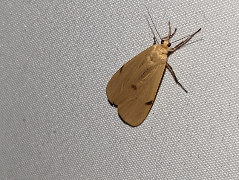 Vierpunkt-Flechtenbärchen, auch Große Flechtenbär (Weibchen) - Lithosia quadra)