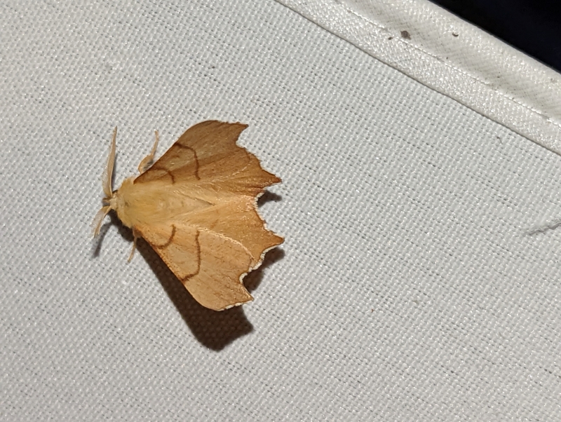 Birken-Zackenrandspanner - Ennomos erosaria (?) Birken-Zackenrandspanner - Ennomos erosaria (?)