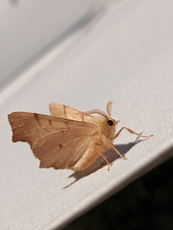 Birken-Zackenrandspanner - Ennomos erosaria (?) Birken-Zackenrandspanner - Ennomos erosaria (?)