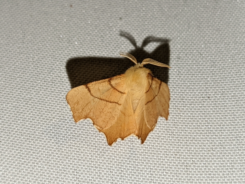 Birken-Zackenrandspanner - Ennomos erosaria (?) Birken-Zackenrandspanner - Ennomos erosaria (?)