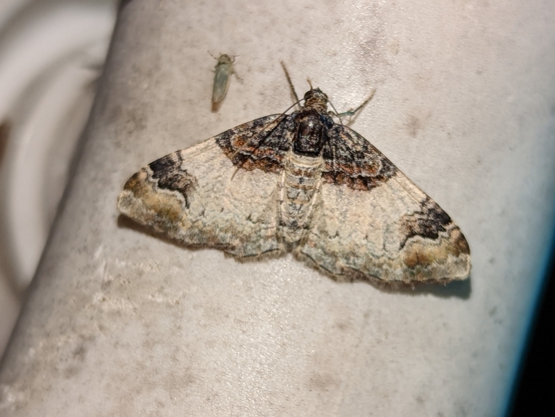 Braunbinden-Blattspanner - Catarhoe cuculata Braunbinden-Blattspanner - Catarhoe cuculata
