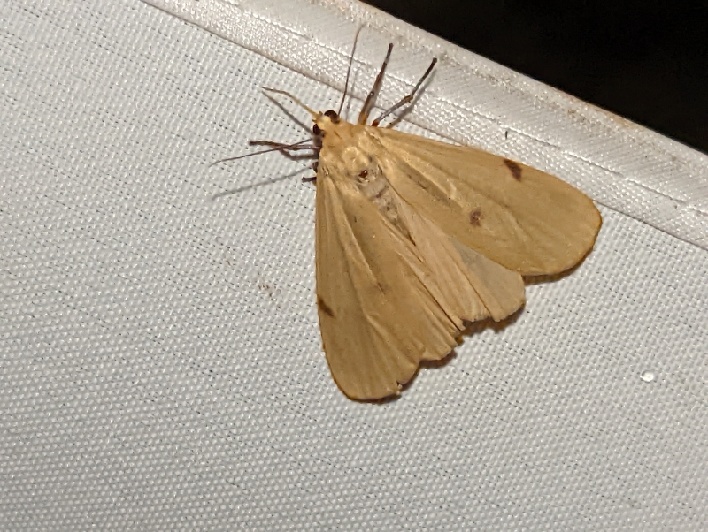 Vierpunkt-Flechtenbärchen, auch Große Flechtenbär (Weibchen) - Lithosia quadra)