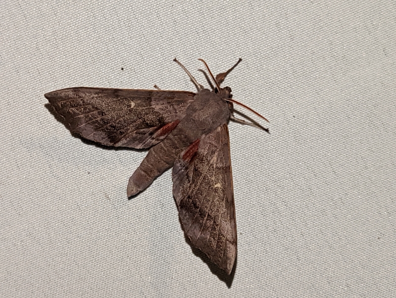 Pappelschwärmer - Laothoe populi Pappelschwärmer - Laothoe populi