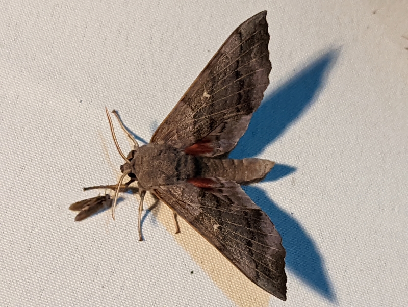Pappelschwärmer - Laothoe populi Pappelschwärmer - Laothoe populi