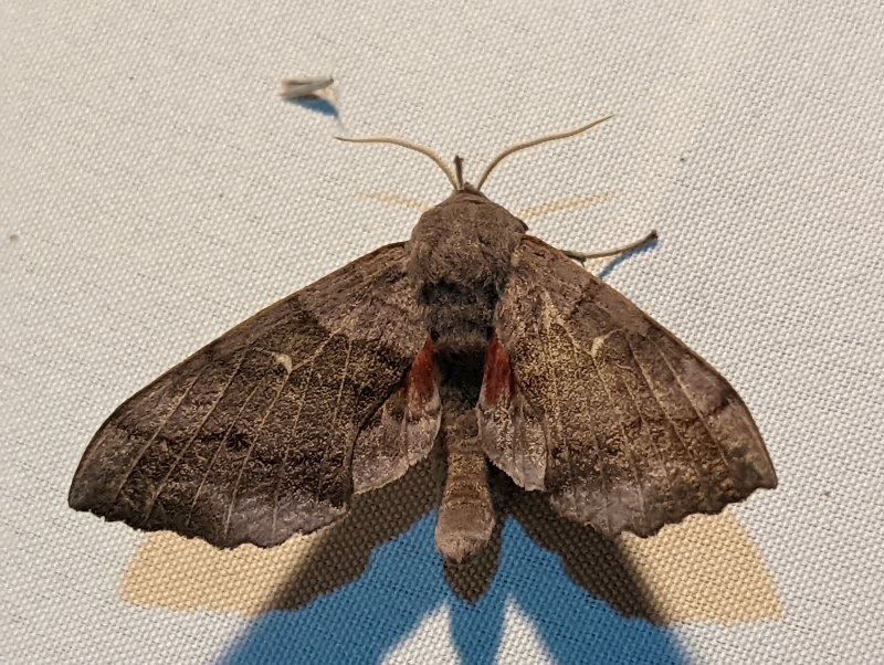 Pappelschwärmer - Laothoe populi Pappelschwärmer - Laothoe populi
