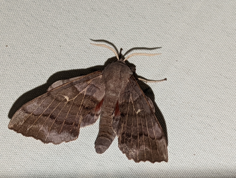 Pappelschwärmer - Laothoe populi Pappelschwärmer - Laothoe populi