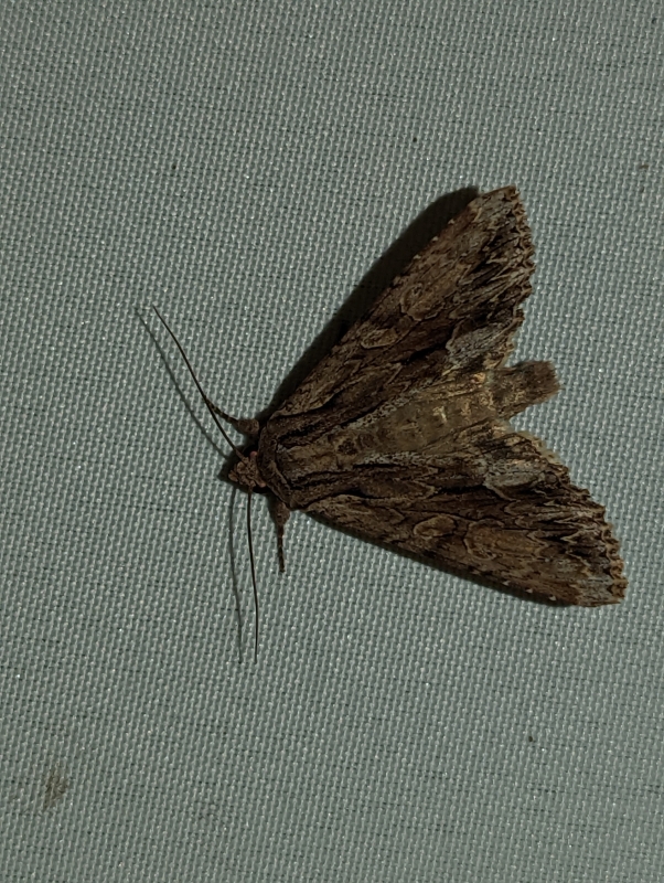 Große Grasbüscheleule - Apamea monoglypha (?)