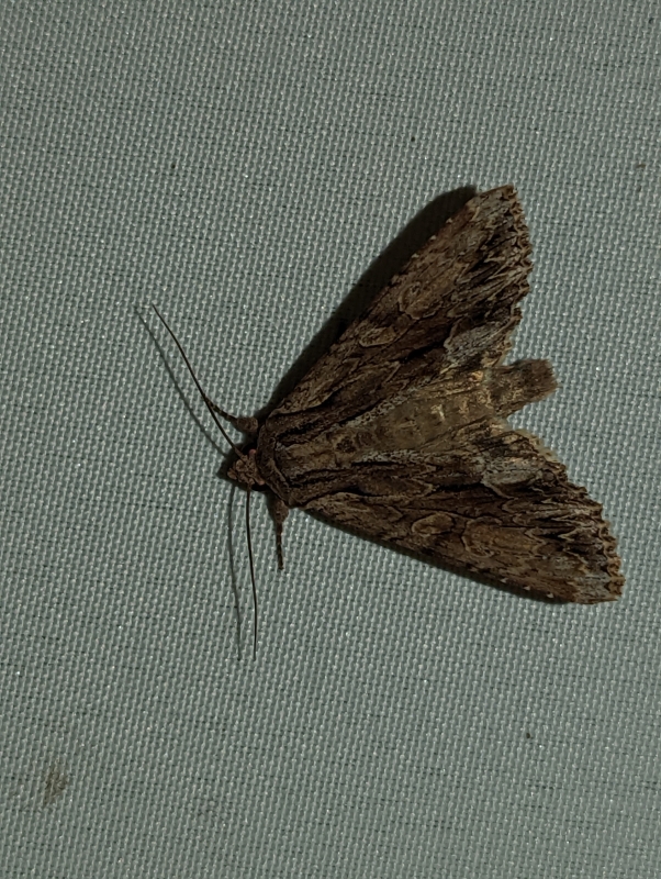Große Grasbüscheleule - Apamea monoglypha (?) Große Grasbüscheleule - Apamea monoglypha (?)