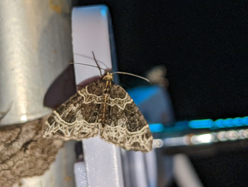 Braunleibige Springkrautspanner, auch Weidenröschen-Blattspanner - Ecliptopera silaceata Braunleibige Springkrautspanner, auch Weidenröschen-Blattspanner - Ecliptopera silaceata