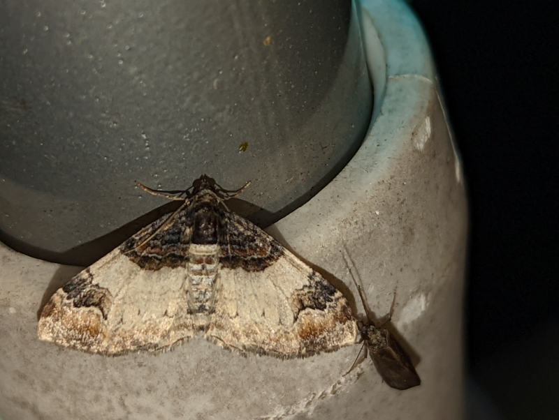Braunbinden-Blattspanner - Catarhoe cuculata Braunbinden-Blattspanner - Catarhoe cuculata