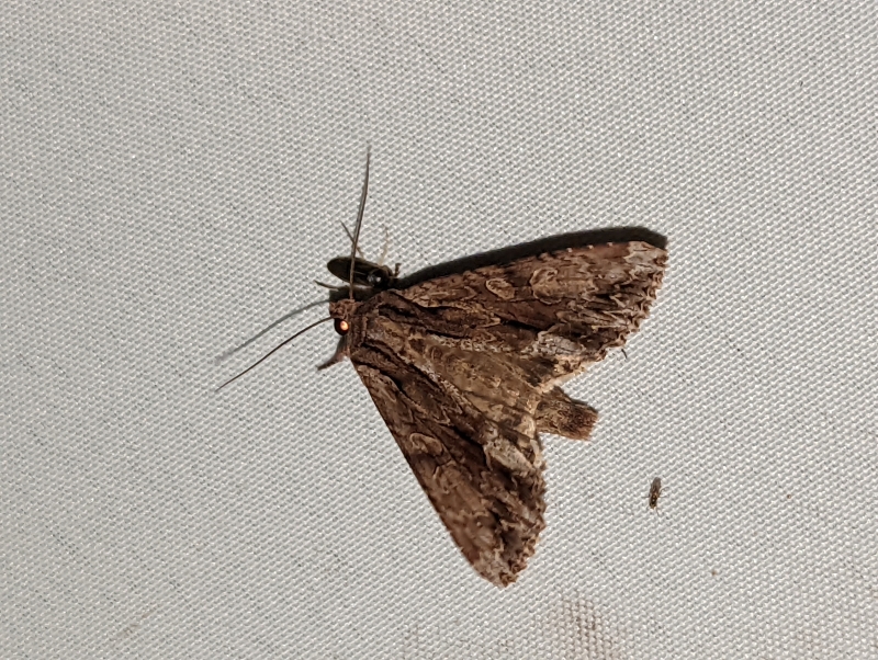 Große Grasbüscheleule - Apamea monoglypha (?) Große Grasbüscheleule - Apamea monoglypha (?)