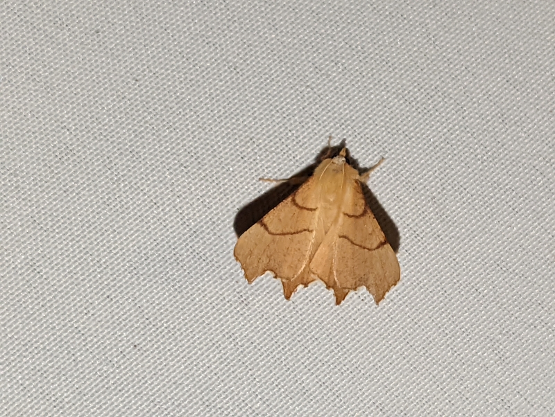 Birken-Zackenrandspanner - Ennomos erosaria (?) Birken-Zackenrandspanner - Ennomos erosaria (?)