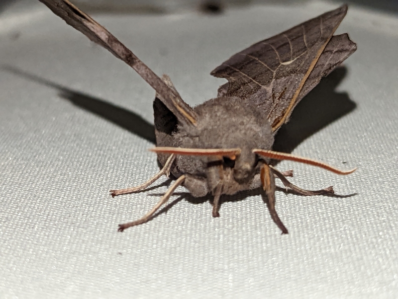Pappelschwärmer - Laothoe populi Pappelschwärmer - Laothoe populi