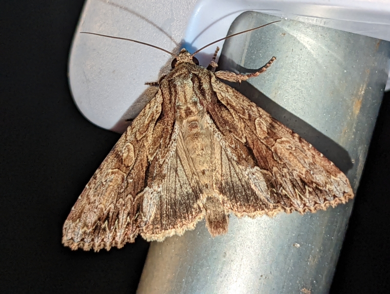 Große Grasbüscheleule - Apamea monoglypha (?)