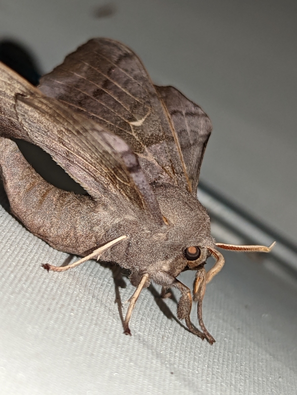 Pappelschwärmer - Laothoe populi Pappelschwärmer - Laothoe populi