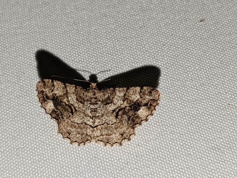 Nadelholz-Rindenspanner - Peribatodes secundaria (?) Nadelholz-Rindenspanner - Peribatodes secundaria (?)