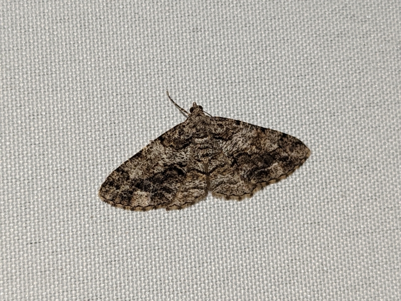 Nadelholz-Rindenspanner - Peribatodes secundaria (?) Nadelholz-Rindenspanner - Peribatodes secundaria (?)