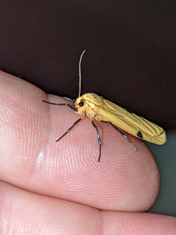 Vierpunkt-Flechtenbärchen, auch Große Flechtenbär (Weibchen) - Lithosia quadra)