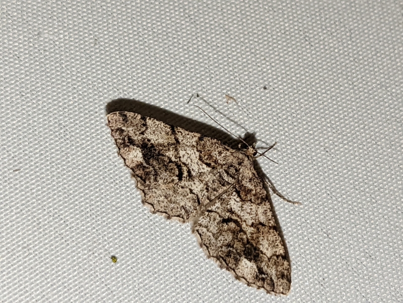 Nadelholz-Rindenspanner - Peribatodes secundaria (?) Nadelholz-Rindenspanner - Peribatodes secundaria (?)