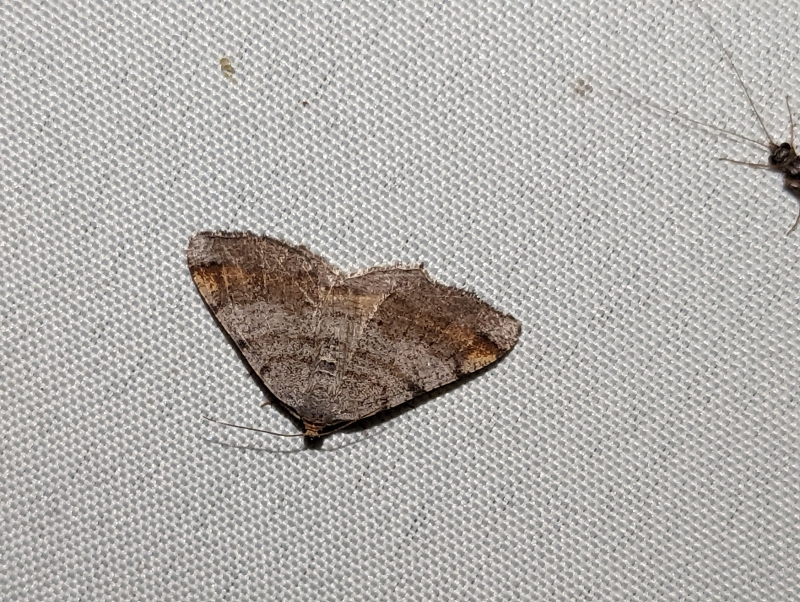 Violettgrauer Eckflügelspanner - Macaria liturata (?) Violettgrauer Eckflügelspanner - Macaria liturata (?)