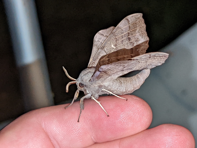 Pappelschwärmer - Laothoe populi Pappelschwärmer - Laothoe populi