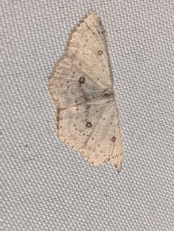 Birken-Gürtelpuppenspanner - Cyclophora albipunctata Birken-Gürtelpuppenspanner - Cyclophora albipunctata