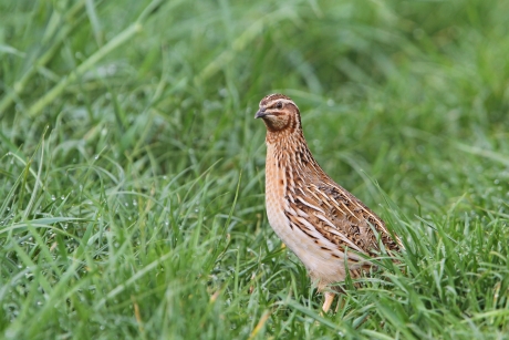 Wachtel (Coturnix coturnix)
